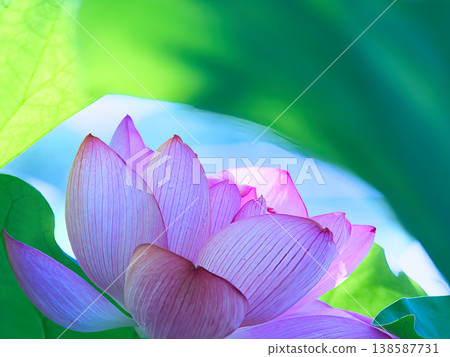 整潔的蓮花 整潔的蓮花 138587731