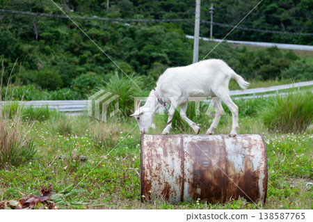 Goats on Tokashiki Island climbing on oil drums Goats on Tokashiki Island climbing on oil drums 138587765