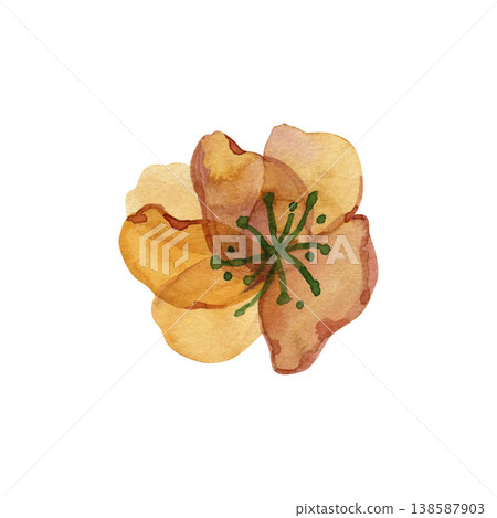 Hand drawn watercolor illustration of a delicate yellow and orange flower. This realistic botanical element features soft petals and detailed green stamens, perfect for wedding stationery and art. Hand drawn watercolor illustration of a delicate yellow and orange flower. This realistic botanical element features soft petals and detailed green stamens, perfect for wedding stationery and art. 138587903