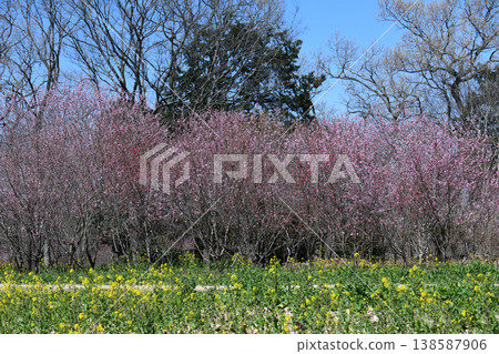 Peach blossoms and rape blossoms Peach blossoms and rape blossoms 138587906