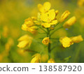 Rapeseed blossoms after the spring rain (20260328085651) 138587920