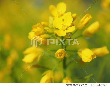 春雨後的油菜花(20260328085651) 春雨後的油菜花(20260328085651) 138587920