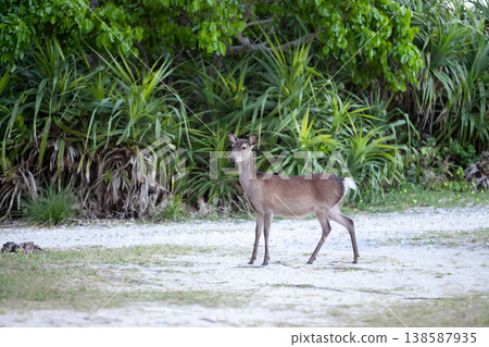 Kerama deer on Aka Island Kerama deer on Aka Island 138587935