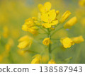 After the spring rain, the spring sunshine bathes the rapeseed flowers. (afli20260328085651) 138587943
