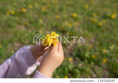 A child's hand offering a dandelion flower 138588045