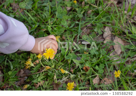 A baby's hand picking a dandelion flower 138588292