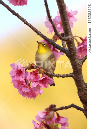 "Mejiro" came to Kawazu Sakura "Mejiro" came to Kawazu Sakura 138588398