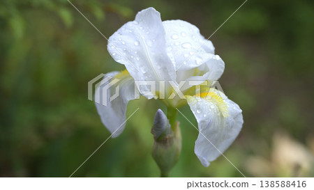 White irises, adorned with raindrops, begin to bloom; a close-up of the delicate flowers just before they open. 138588416