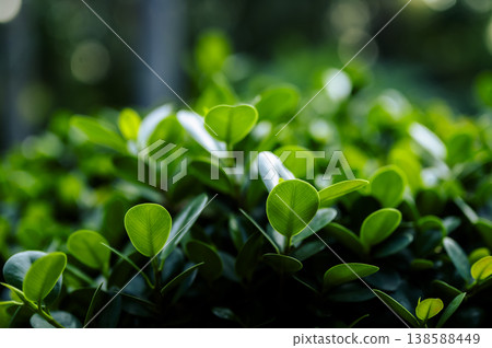 Beautiful dark green leaf texture, spot shot, natural green leaves used as background for nature wallpaper or tropical cover 138588449