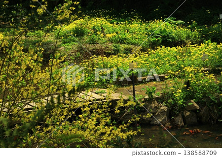 一簇沼澤金盞花 一簇沼澤金盞花 138588709