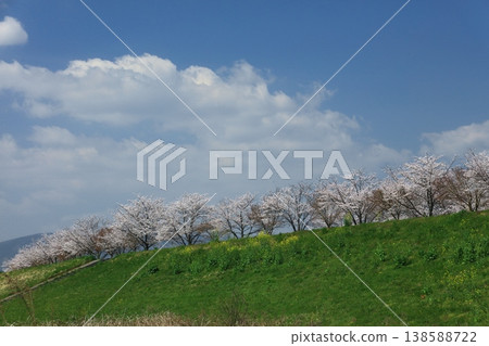 Cherry trees along the Hozugawa Riverbank Park Cherry trees along the Hozugawa Riverbank Park 138588722