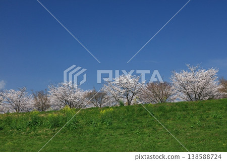 Cherry trees along the Hozugawa Riverbank Park Cherry trees along the Hozugawa Riverbank Park 138588724