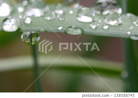 雨後樹葉上殘留的透明水滴。 138588745