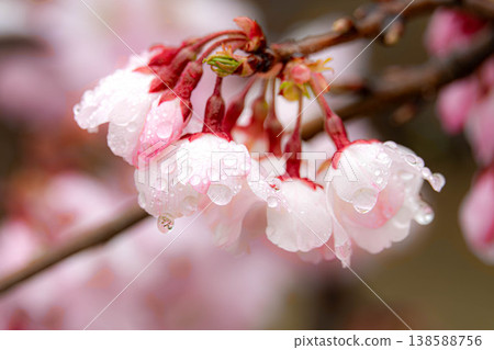 春雨綿綿，櫻花盛開。 138588756