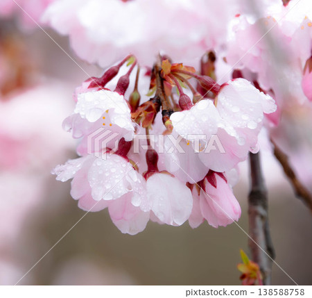 Cherry blossoms are in full bloom amidst the gentle spring rain. Cherry blossoms are in full bloom amidst the gentle spring rain. 138588758