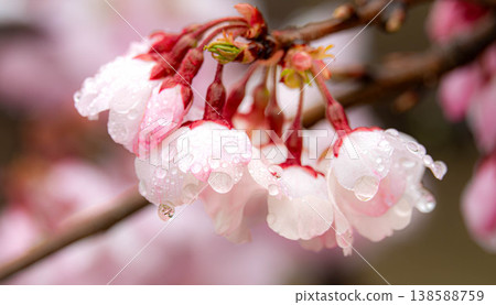 Cherry blossoms are in full bloom amidst the gentle spring rain. Cherry blossoms are in full bloom amidst the gentle spring rain. 138588759
