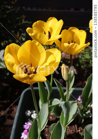 Yellow tulip 138588795