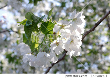 Spring has arrived. It's the season when we start receiving news of cherry blossoms blooming. It makes me feel cheerful. Cherry blossoms at Hitachi Seaside Park. 138588901