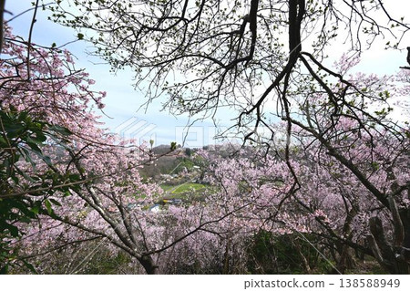 從花見山公園可以俯瞰福島市全景。 從花見山公園可以俯瞰福島市全景。 138588949