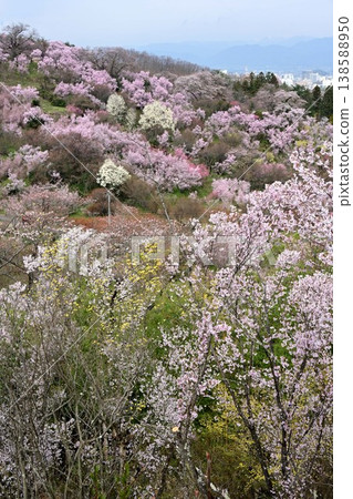 從花見山公園可以俯瞰福島市全景。 從花見山公園可以俯瞰福島市全景。 138588950