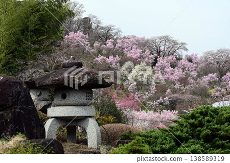 春夏的Hanamiyama公園 春夏的Hanamiyama公園 138589319