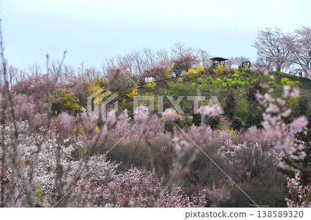 Hanamiyama park of spring summer 138589320