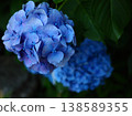 Hydrangea flower 138589355