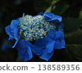 Hydrangea flower 138589356