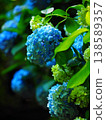 Hydrangea flower 138589357