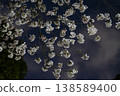日本夜晚的櫻花 138589400