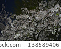 日本夜晚的櫻花 138589406