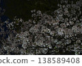日本夜晚的櫻花 138589408
