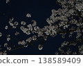 日本夜晚的櫻花 138589409