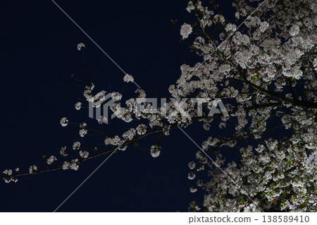 日本夜晚的櫻花 138589410