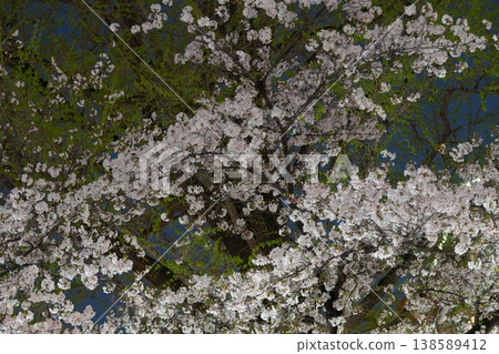 日本夜晚的櫻花 138589412