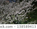 日本夜晚的櫻花 138589413