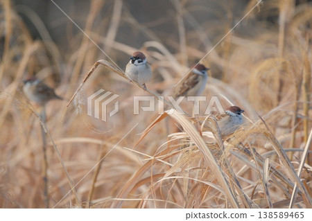 A sparrow perched on withered grass 138589465