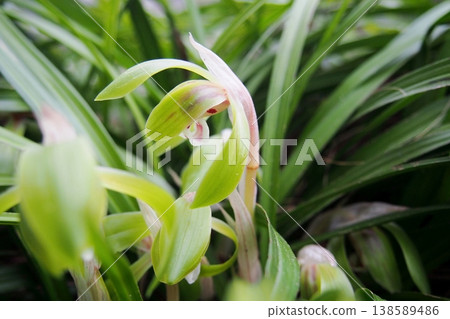 春季開花的蕙蘭 春季開花的蕙蘭 138589486