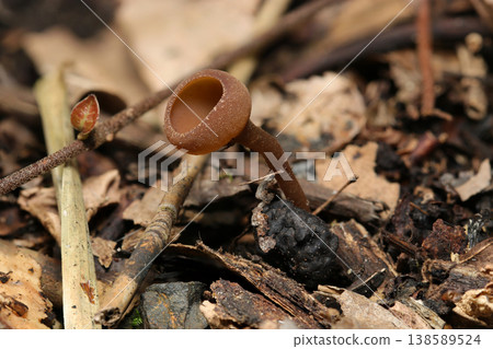 A wine glass-shaped anemone cup fungus (Anemone tachawantake) on the forest floor in spring in Japan (macro photography of wild fungi). A wine glass-shaped anemone cup fungus (Anemone tachawantake) on the forest floor in spring in Japan (macro photography of wild fungi). 138589524