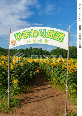 250818 Tsunan Town Sunflower Field 250818 Tsunan Town Sunflower Field 138589623
