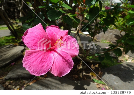 Pink hibiscus flowers blooming in the tropics Pink hibiscus flowers blooming in the tropics 138589779