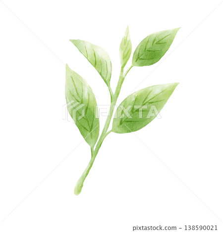 Tea leaves, matcha, hand-painted, watercolor style Tea leaves, matcha, hand-painted, watercolor style 138590021