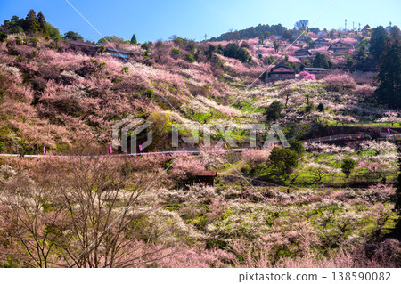 Anou Plum Grove in full bloom 138590082