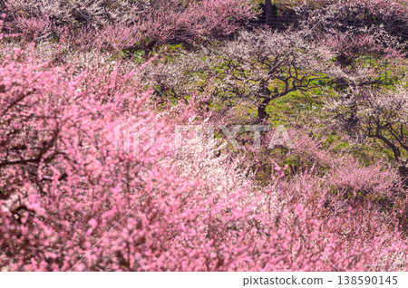 Colorful plum blossom 138590145