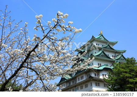 名古屋城,特別歷史遺跡,櫻花盛開。 名古屋城,特別歷史遺跡,櫻花盛開。 138590157