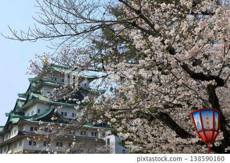 Nagoya Castle, a Special Historic Site, and its cherry blossoms in full bloom. Nagoya Castle, a Special Historic Site, and its cherry blossoms in full bloom. 138590160