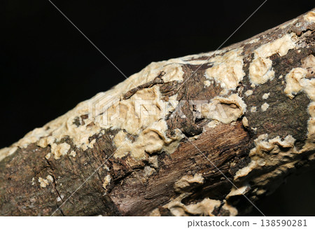 A beige Agaricus mushroom growing on a tree trunk (outdoor field fungus/mushroom macro photography) A beige Agaricus mushroom growing on a tree trunk (outdoor field fungus/mushroom macro photography) 138590281