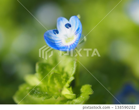 Veronica persica in Kasuga (20260328085828) 138590282
