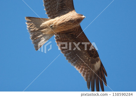 Looking up at a flying kite Looking up at a flying kite 138590284