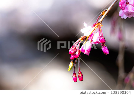 Cherry blossom buds are just beginning to bloom in the gentle spring sunshine. Cherry blossom buds are just beginning to bloom in the gentle spring sunshine. 138590304
